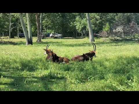 საფარი ნიუჯერსში